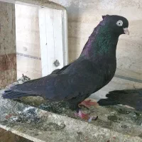 زاغ ابادانی