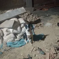 سگ هاسکی|سگ|گرگان, |دیوار