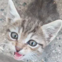 گربه