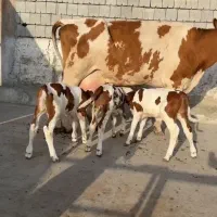 گاو سه قلوزا سیمینتال اصل