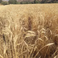 گندم دیم هشترود|خدمات باغبانی و درختکاری|کرمانشاه, |دیوار