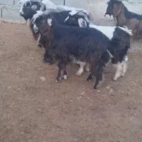 بز. ۶رس بزغاله نر