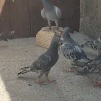 تربت حیدریه