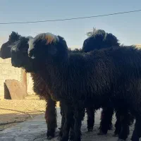 فروش ۴ راس شیشک میش داشتی و ۱ بره قوچ