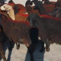 ۴۵گوسفند نر لاغر داشتی|حیوانات مزرعه|زنجان, |دیوار