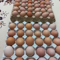تخم مرغ رسمی تازه