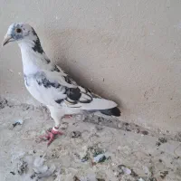 کبوترپلاکی|پرنده|سراوان, |دیوار