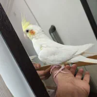 عروس هلندی لونتیوسخنگو|پرنده|علیآباد کتول, |دیوار