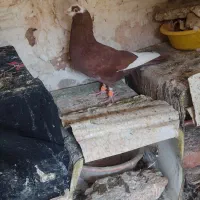 کبوتر نر گجله