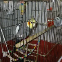 عروس هلندی نر