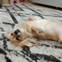 سگ ماده پامراشپیتزفروش فوری