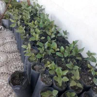 نهال پسته ۱۵۰ عدد برای خطا شده ها سالم درشت