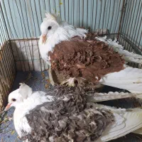 کبوتر جکسون تزئینی