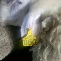 قوچ های اصف و لاکن