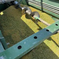 فروش بذر یونجه نیک شهری پایه بلند