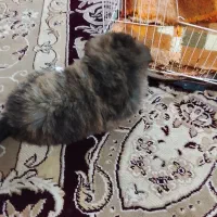 واگذاری پامرین روباهی