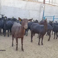 فروش بز مورسیا ، بز سانن،..|حیوانات مزرعه|اصفهان, مولوی|دیوار