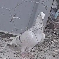پرنده یا کبوتر