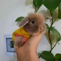 خرگوش لوپ مینیاتوری|موش و خرگوش|قم, صفائیه|دیوار