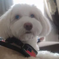 واگذاری پودل تریر