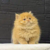 گربه پرشین های سوپر لاکچری با رنگ‌های خاص