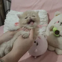 گربه پرشین سوپرفلت اصیل|گربه|رشت, کوی حسینی|دیوار