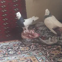 یک جفت طوقی نرماده