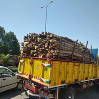 خرید و فروش انواع چوب جنگلی ،میوه ای ،صنوبر|خدمات باغبانی و درختکاری|رودسر, |دیوار