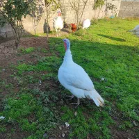 بوقلمون بیوتی