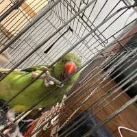 طوطی ملنگو|پرنده|بهبهان, |دیوار