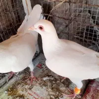 کبوتر دم زرد ، کبوتر دم سرخ ، کبوتر دم کِرِم|پرنده|مشهد, شهرک ابوذر|دیوار