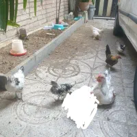 جوجه اپنزلر لاکنولدر ویاندوت جاپنیز