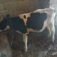 گوساله|حیوانات مزرعه|صحنه, |دیوار