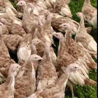 جوجه بوقلمون