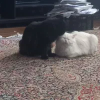 فروس گربه نر و ماده