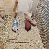 کفتر|پرنده|مشهد, ایثار|دیوار