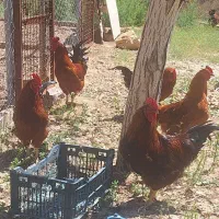 خروس قربانی