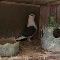 کفتر بلژیکی