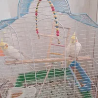 عروس هلندی لوتینو|پرنده|زیباشهر, |دیوار