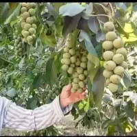 سبز نهال فرخی