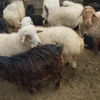 کوسفند|حیوانات مزرعه|ارشق, |دیوار