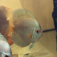 ماهی اکواریوم دیسکس|ماهی|پاکدشت, پاکدشت (مامازند)|دیوار