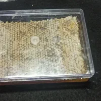 وسیله شخصی|آرایشی، بهداشتی، درمانی|فردیس, شهرک شهید حسینی|دیوار