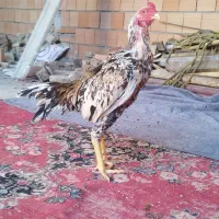 خروس لاری|حیوانات مزرعه|تهران, تهرانپارس جنوبی|دیوار