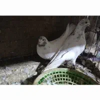 کفتر پرشی عالی