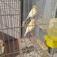 قناری نروماده