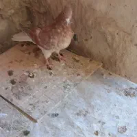 جوجه زرد دمسفید