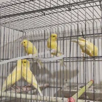 ۱۲ عدد قناری نر و ماده با هم