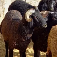 بره نر مناسب برای قوچ و کشتاری|حیوانات مزرعه|تهران, بهارستان|دیوار