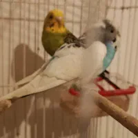 مرغ عشق جفت